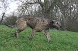 IRISH WOLFHOUND 391